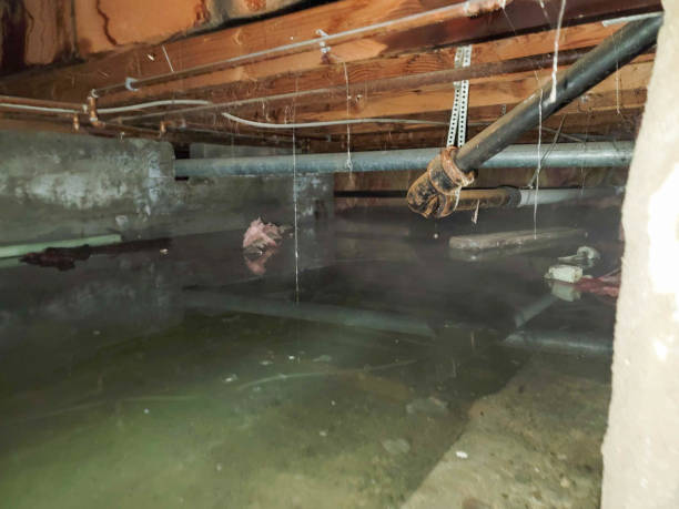 Best Flood damage cleanup  in Red Rock, AZ